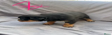 Rottweiler 2