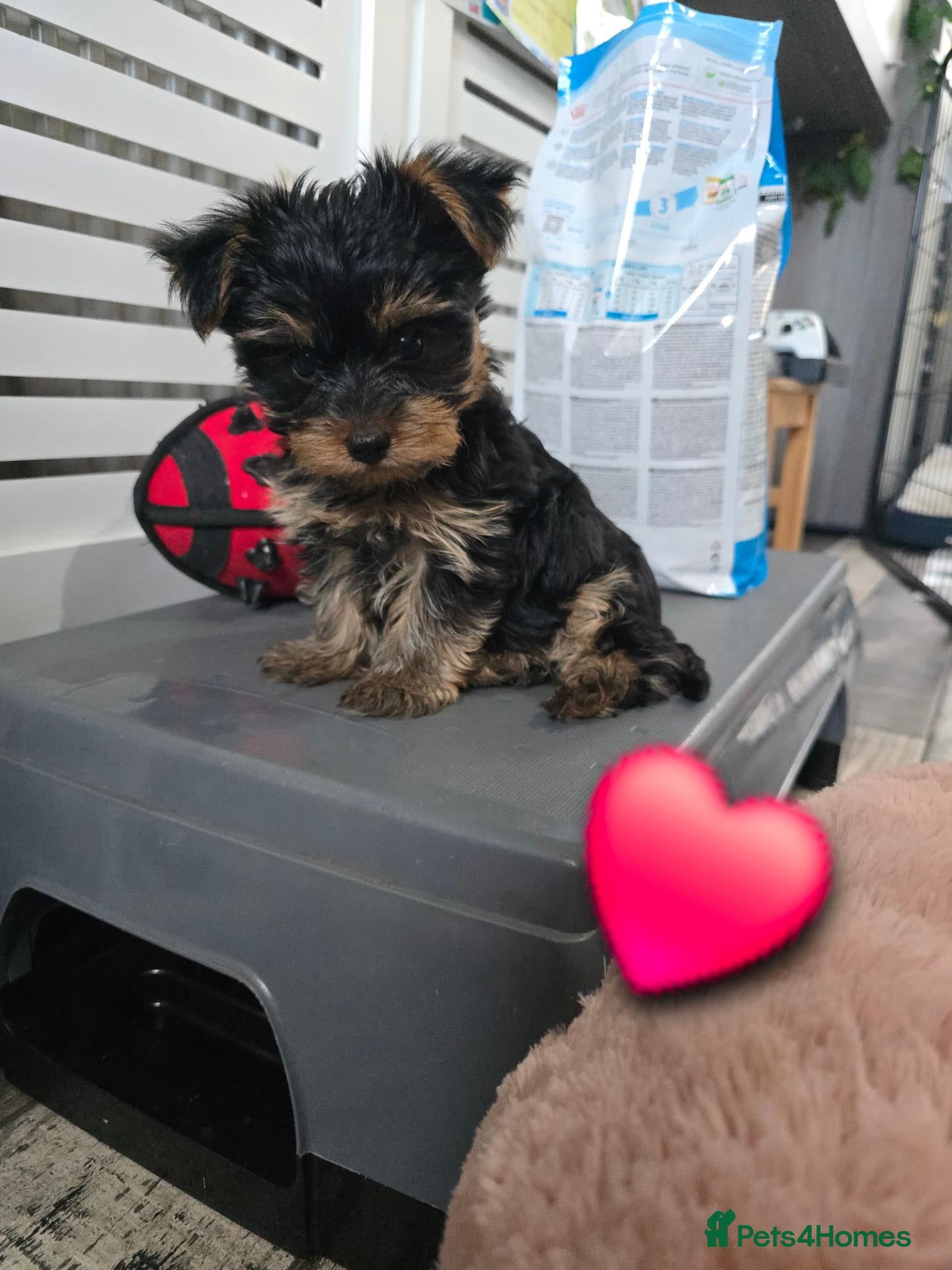 Yorkshire Terrier dogs Cute cuddly puppy looking for new loving home - Advert 13