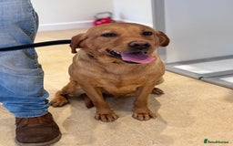 Labrador Retriever dogs for sale: Adult - KC Reg Labrador Retriever Fox Red Bitch  - Image 3