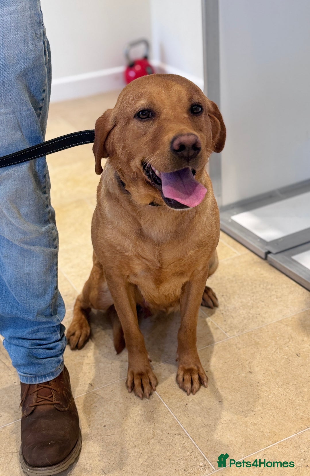 Labrador Retriever dogs for sale: Adult - KC Reg Labrador Retriever Fox Red Bitch  - Image 3
