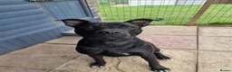 Staffordshire Bull Terrier dogs for adoption: Murphy - Advert 9