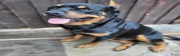 Rottweiler dogs for sale: Rotty pupps for sale 13 ( 6 girl 6 boy) left - Advert 14