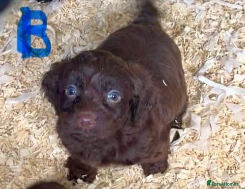 Cockapoo dogs **reduced** beautiful litter of cockapoos  - Advert 2
