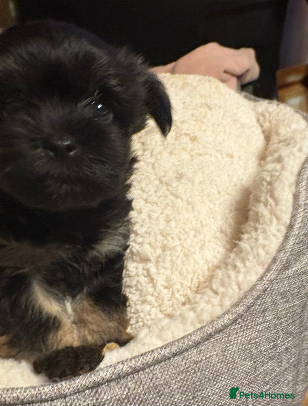 Chorkie dogs for sale: Tiny Pups for sale - Image 17