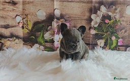 French Bulldog dogs for sale: Welcome to the Fluffy Crew 🥰 - Advert 27