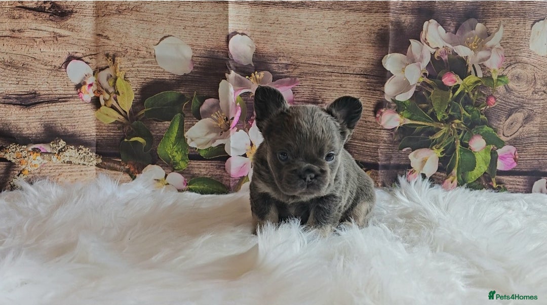 French Bulldog dogs for sale: Welcome to the Fluffy Crew 🥰 - Advert 27