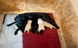 Labrador Retriever dogs for sale: Kc registered Labrador puppies for sale - Image 5