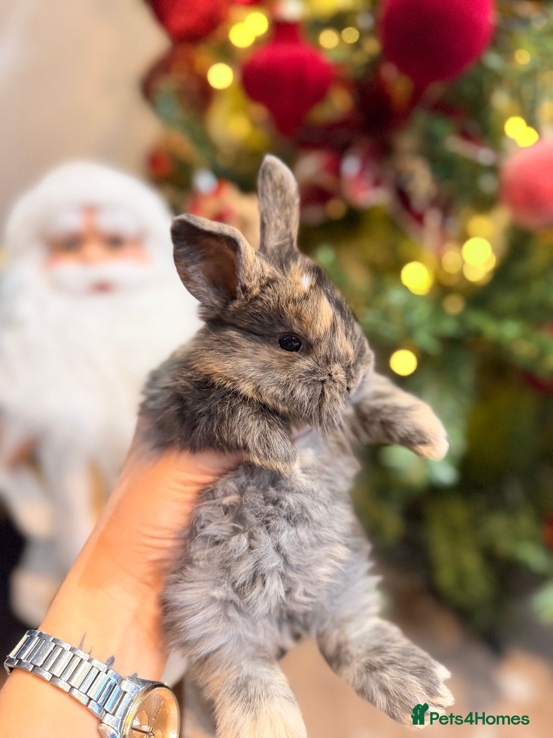 Mini Lion Lop rabbits for sale: Mix of lop & lion head  - Advert 6