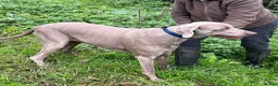 Weimaraner dogs for adoption: Thor, a handsome Weimaraner - Advert 3