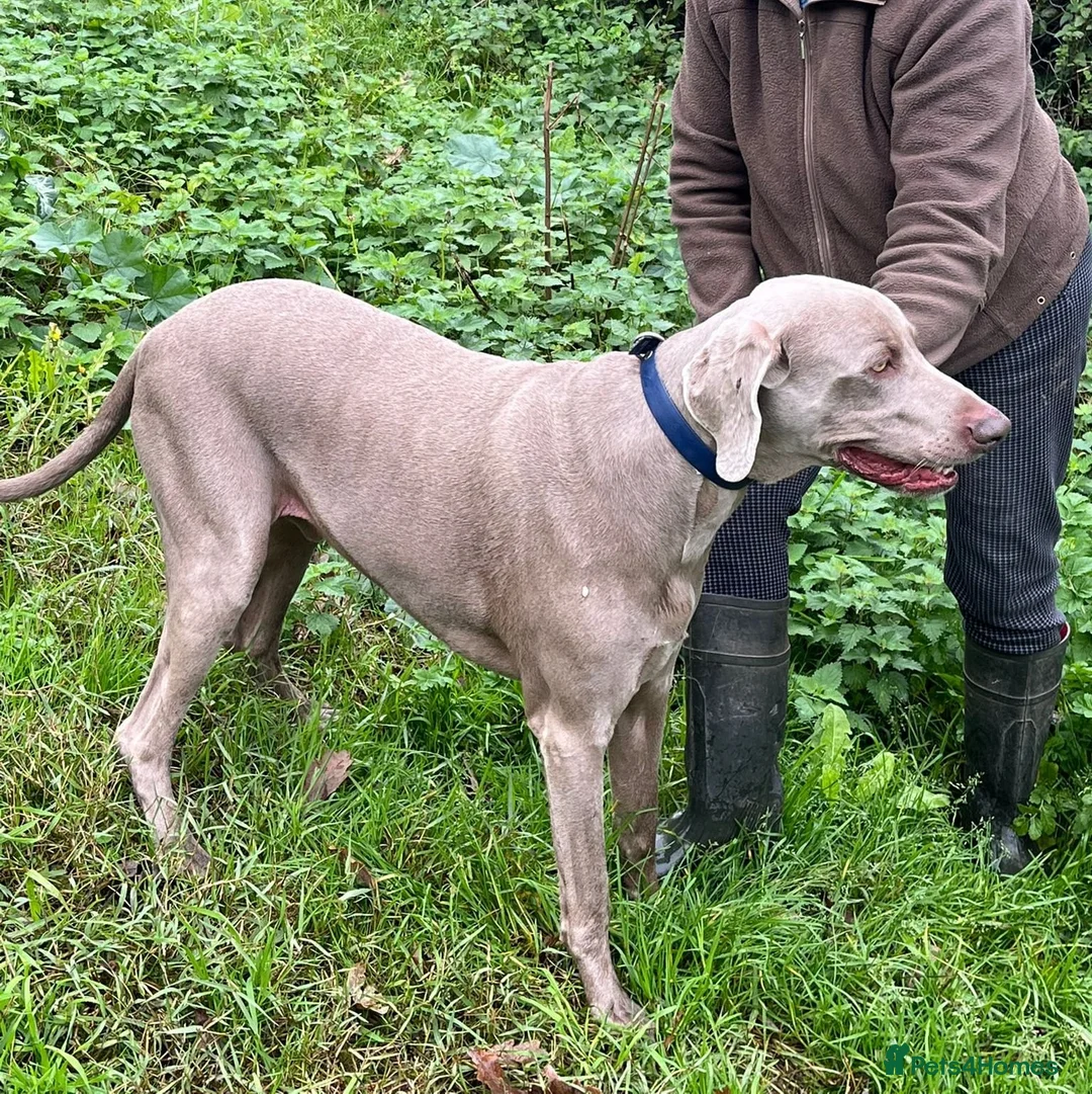 Weimaraner dogs for adoption: Thor, a handsome Weimaraner - Advert 3