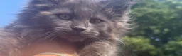 Maine Coon cats for sale: Xl Maine coon kittens  - Advert 6