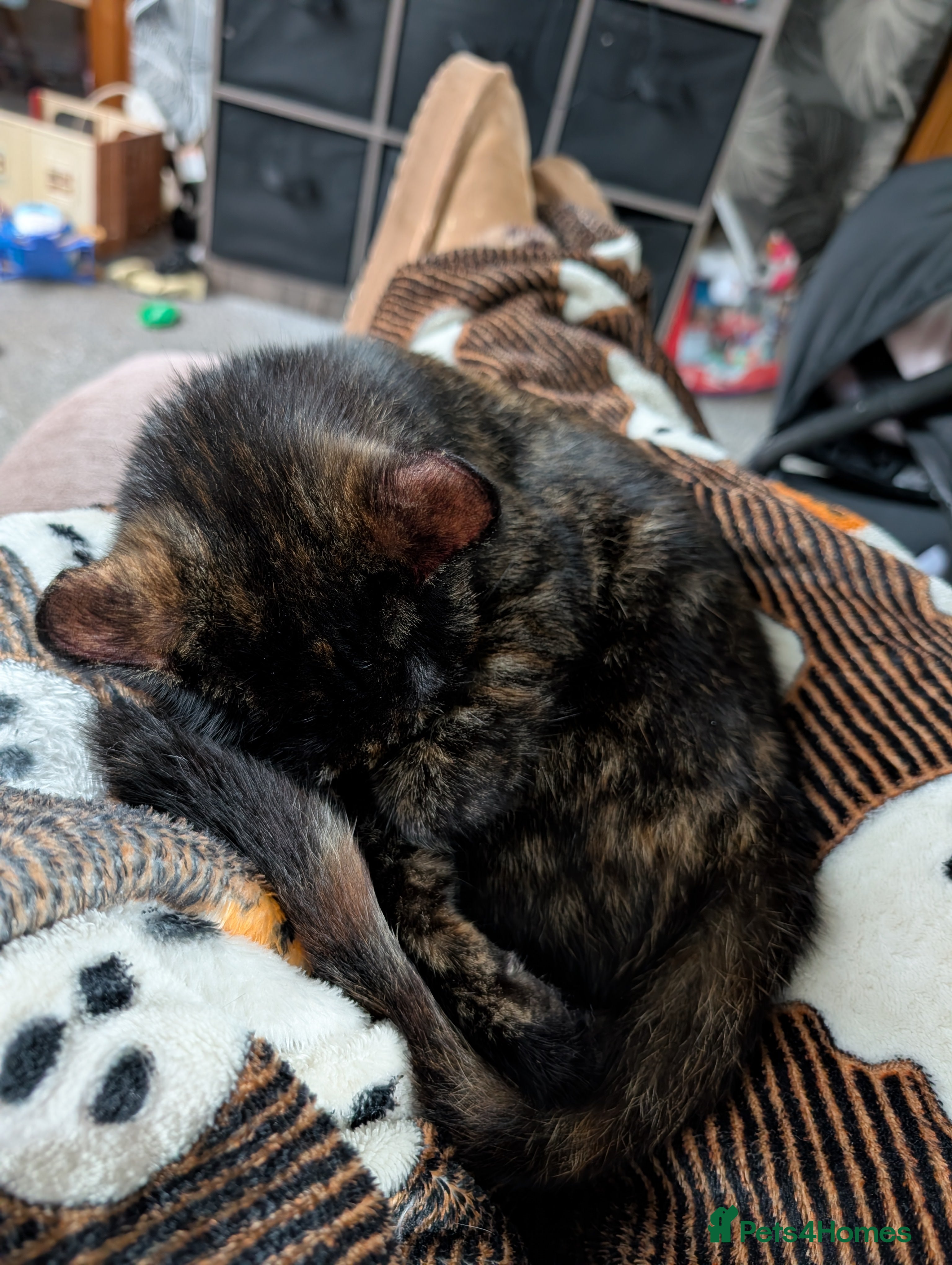 Mixed Breed cats 1 year old car for sale  - Advert 11