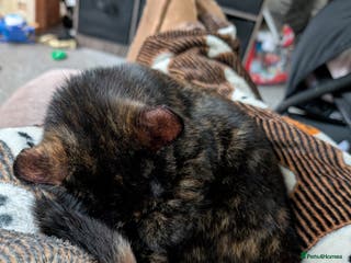 Mixed Breed cats 1 year old car for sale - Advert 22