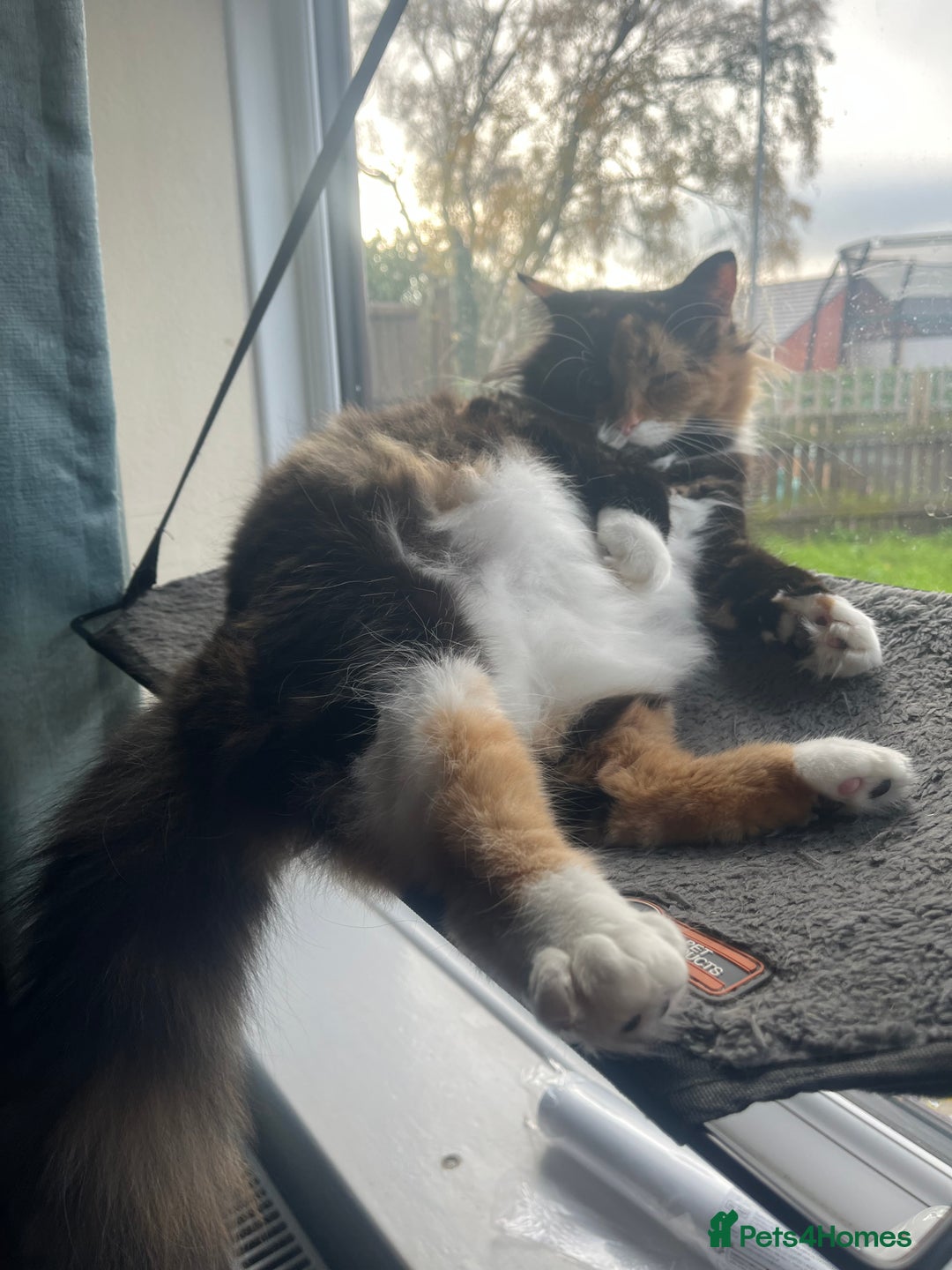 Mixed Breed cats for sale: 2 kittens left from litter of 4 - Advert 11