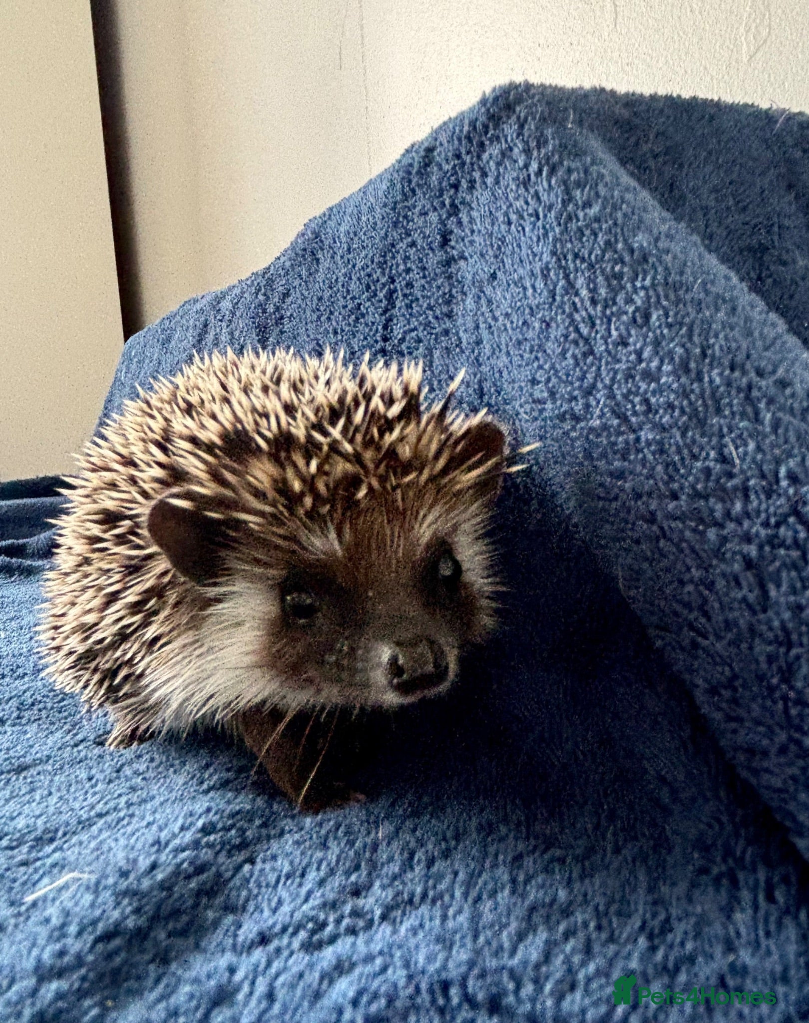 Pygmy Hedgehog rodents Pygmy hedgehogs  - Advert 1