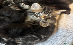 Mixed Breed cats for sale: Ragdoll/domestic shorthair  - Image 5