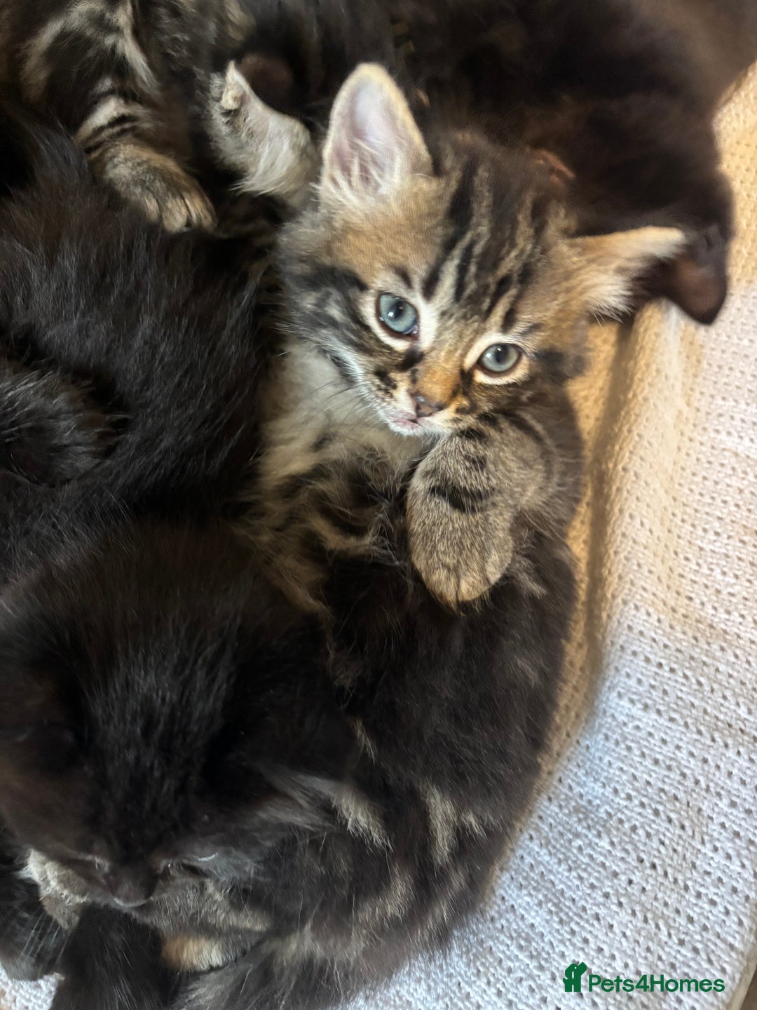 Mixed Breed cats for sale: Ragdoll/domestic shorthair  - Image 5