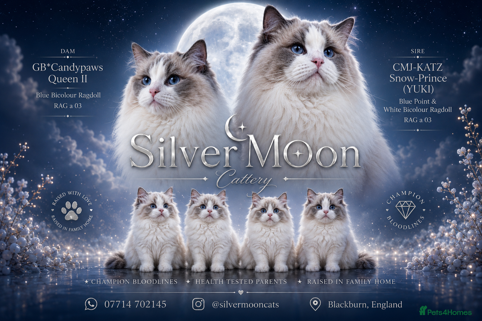 Ragdoll cats  GCCF & TICA Ragdoll Kittens-Show quality  - Advert 15