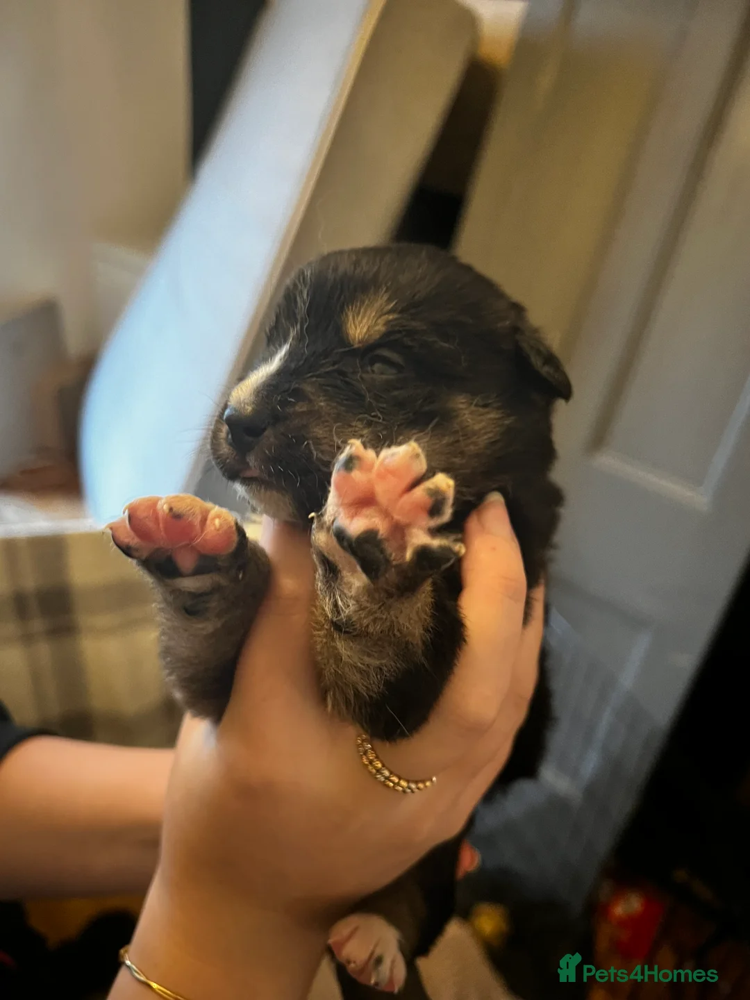 Mixed Breed dogs for sale: Bernese X Huskydor Pups - Advert 11