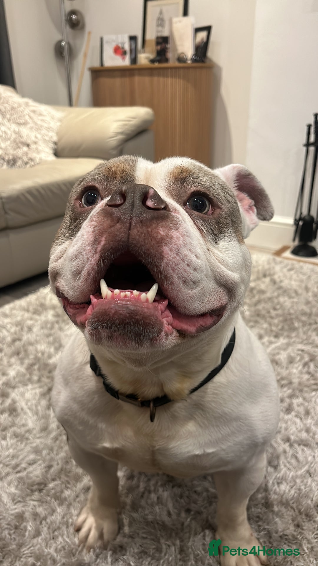 English Bulldog dogs for sale: Arthur  - Advert 4