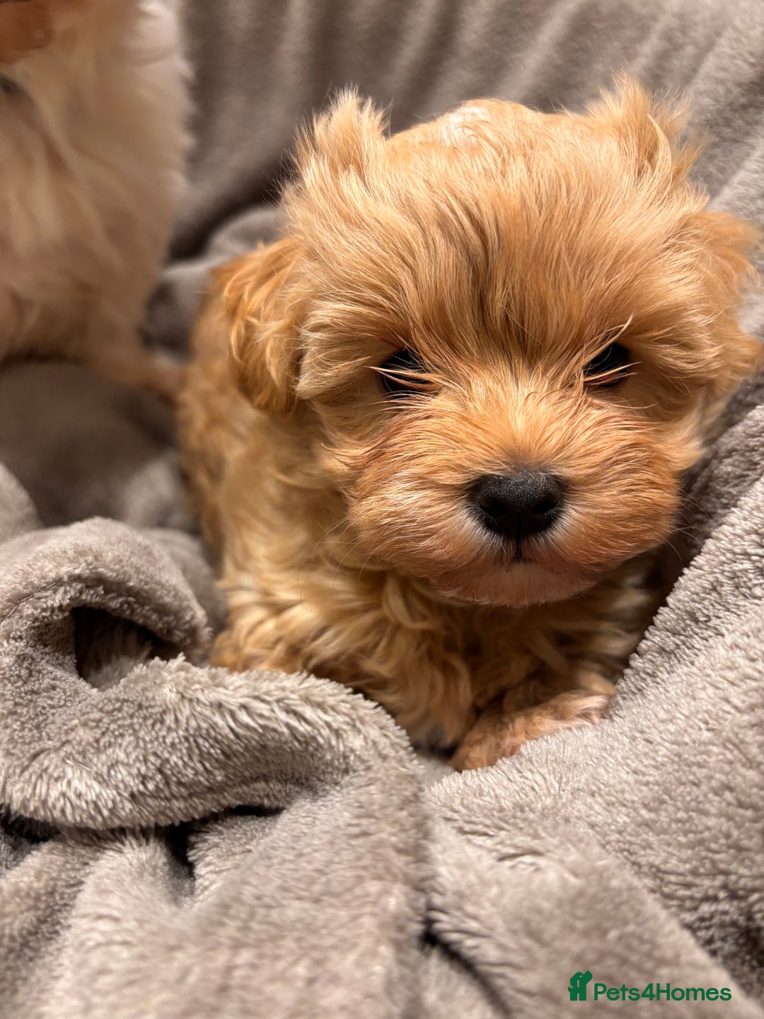 Maltipoo dogs for sale: TINY F1 Fully health tested Girls - Advert 8