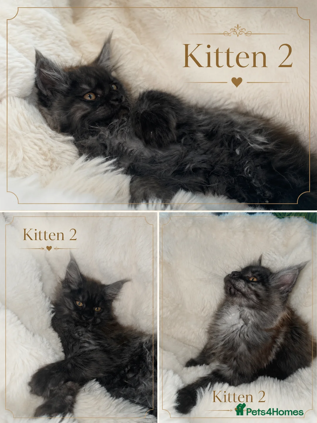 Maine Coon cats for sale: 🖤 Rare Black Smoke Pedigree Girls 🖤 Only 2 Left! in Birmingham - Advert 3