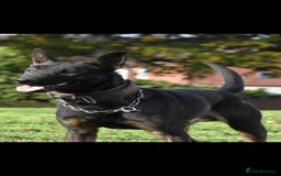 Belgian Shepherd Dog dogs for sale: Bullherders top working lines  - Image 8