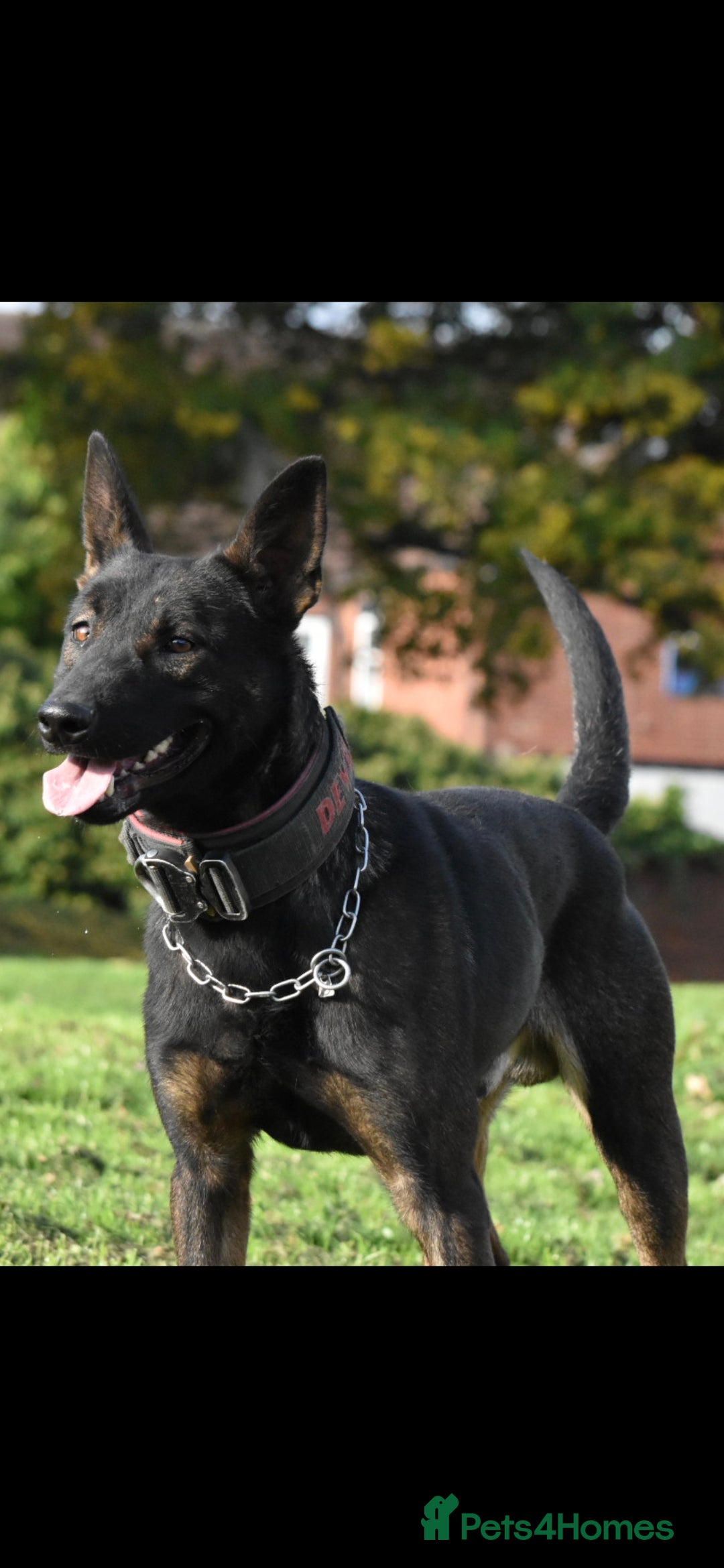 Belgian Shepherd Dog dogs for sale: Bullherders top working lines  - Image 8