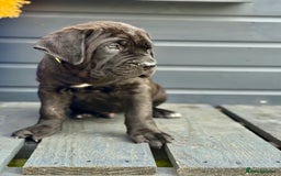 Mixed Breed dogs for sale: Last Four Mastiff pups available  - Image 21