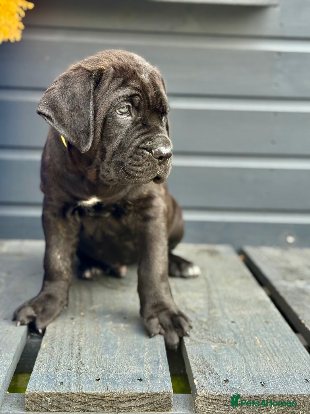 Mixed Breed dogs for sale: Last Four Mastiff pups available  - Image 21