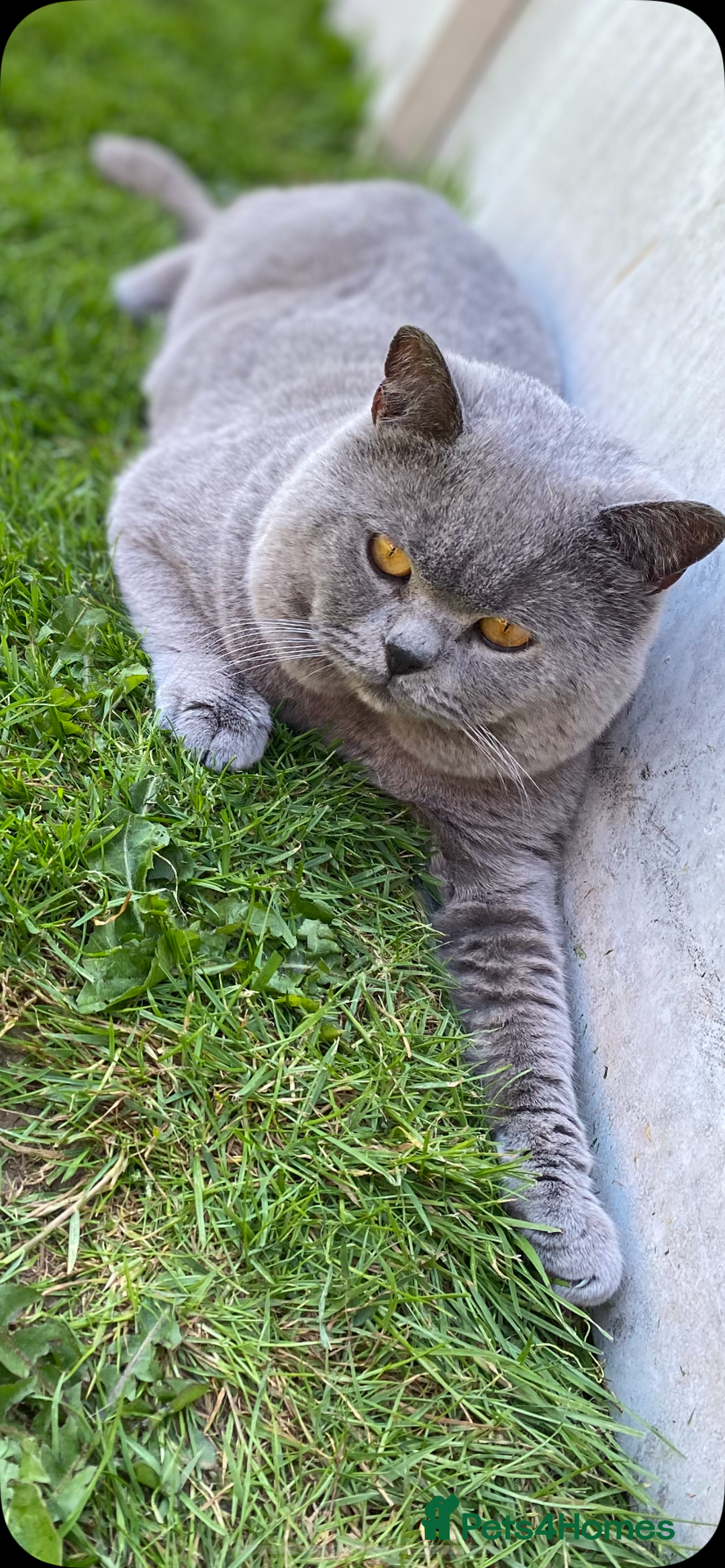 British Shorthair cats for stud: 💙 BLUE STUD EAST MIDLANDS 💙 in Derby - Image 14