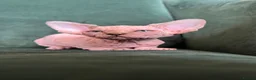 Sphynx cats for sale: Quality Health Tested Sphynx Kittens  - Advert 6