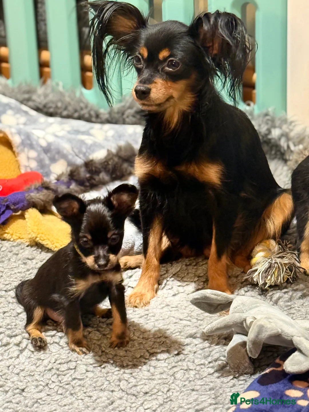 Russian Toy Terrier dogs for sale: Beautiful Russian Toy Puppies - Advert 9