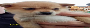 Pomchi 3