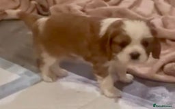 Cavalier King Charles Spaniel dogs for sale: Beautiful King Charles pups - Advert 6