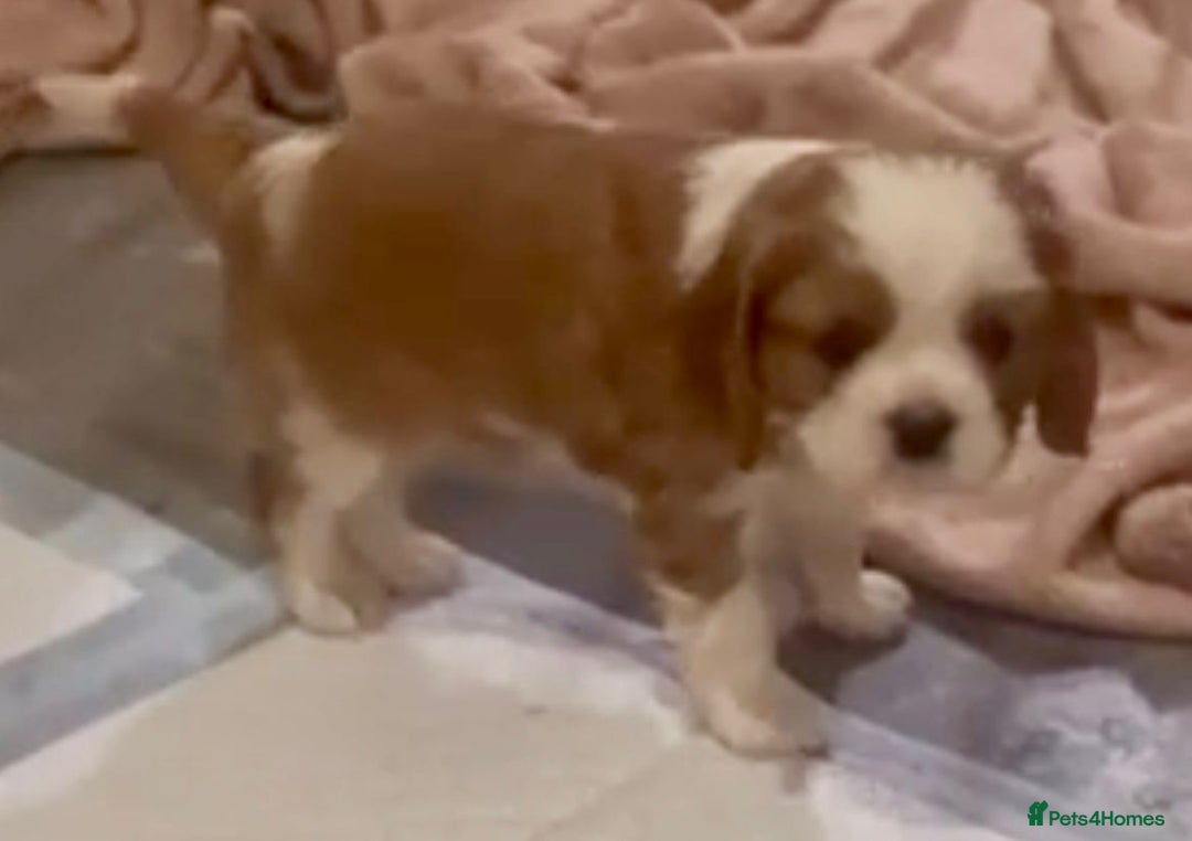 Cavalier King Charles Spaniel dogs for sale: Beautiful King Charles pups - Advert 6