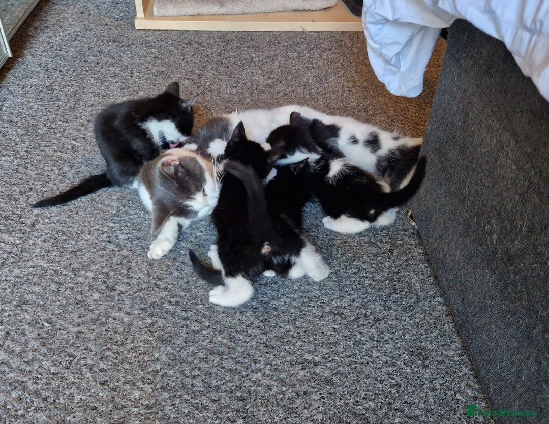 British Shorthair cats for sale: Gorgeous kittens. Boys/girls Can deliver. £60 ono - Advert 9