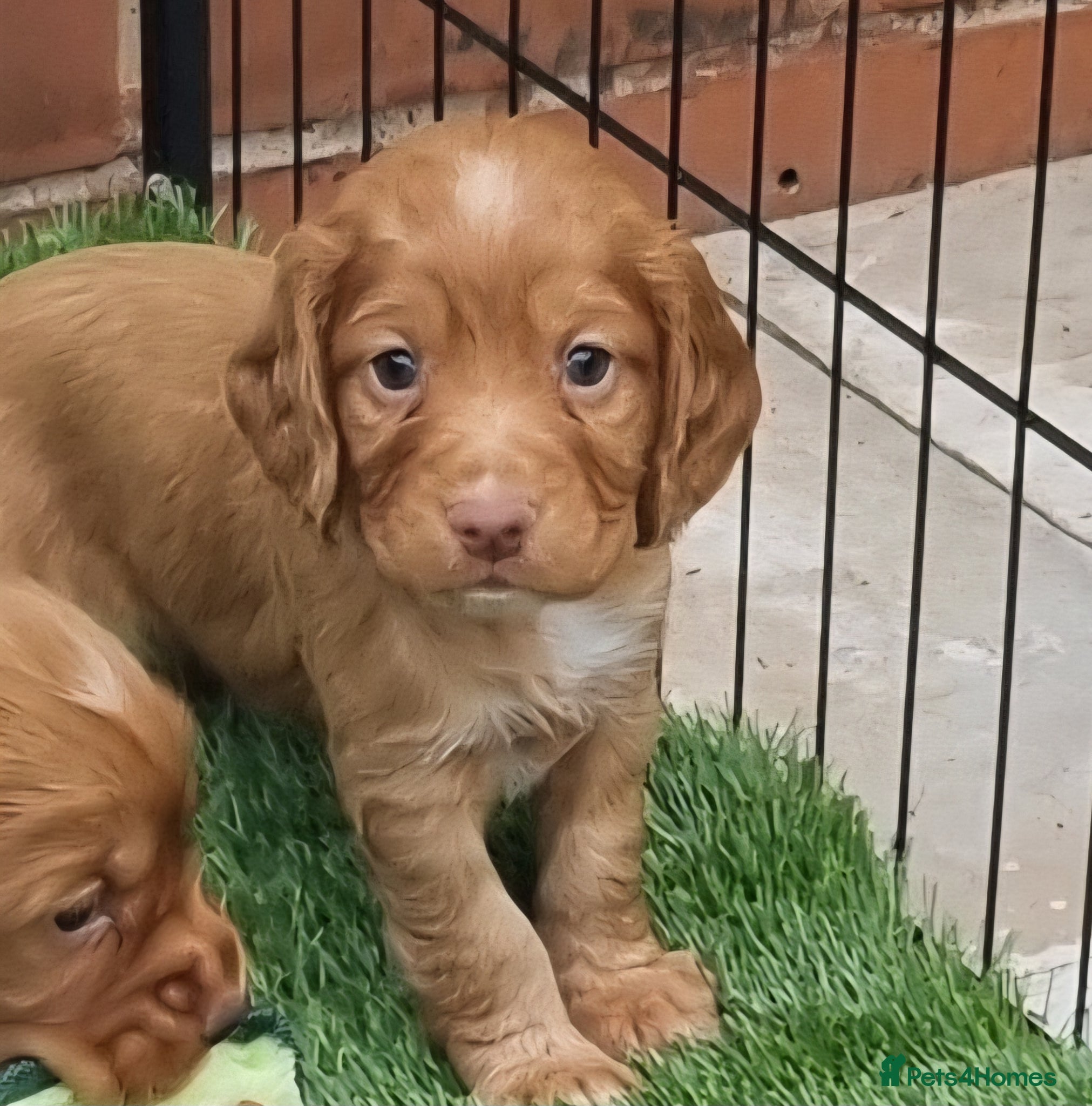 Cocker Spaniel dogs Adorable cocker spaniel puppies - Advert 2