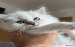 Ragdoll cats for sale: Gorgeous Balls Of Fluff 🥰😻🤗 - Image 11