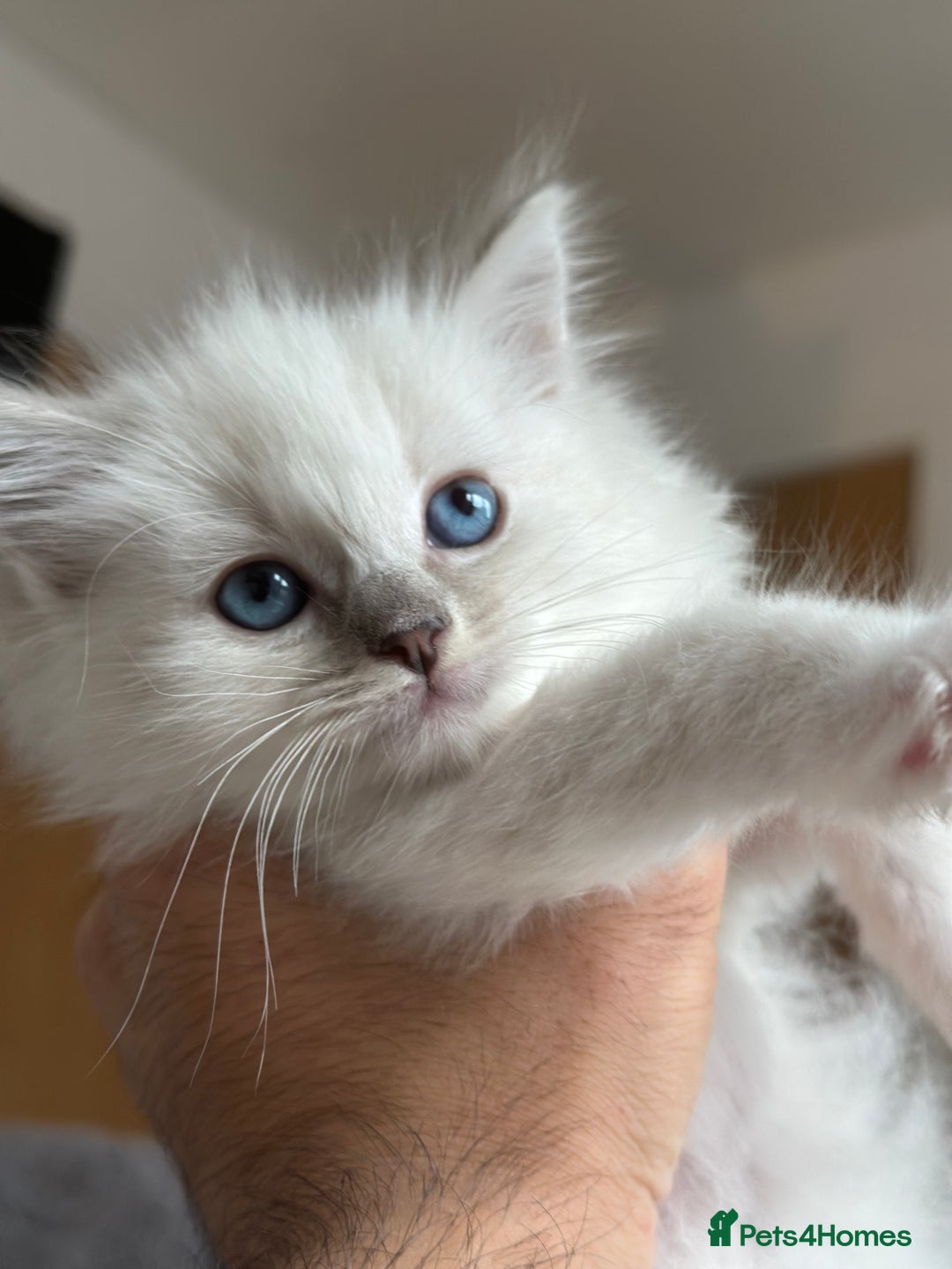 Ragdoll cats for sale: Gorgeous Balls Of Fluff 🥰😻🤗 - Image 11