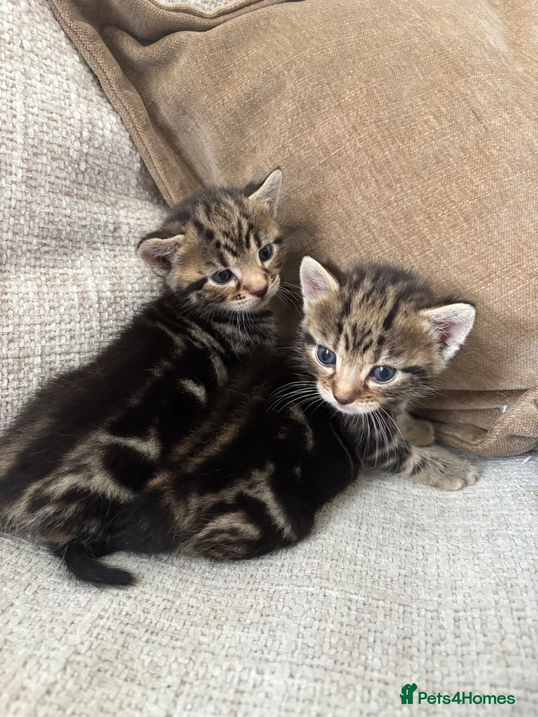 Bengal cats for sale: 2 Bengal Girl Kittens in Plymouth - Advert 1