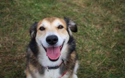 Mixed Breed dogs for adoption: Jewel is looking for her forever family! - Image 2