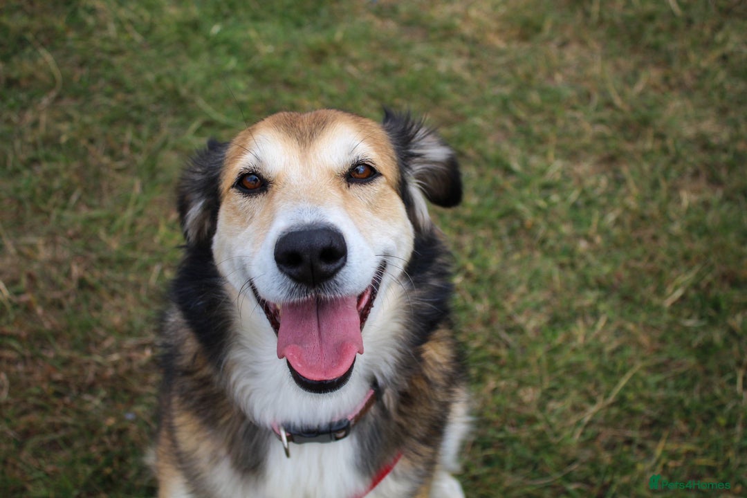 Mixed Breed dogs for adoption: Jewel is looking for her forever family! - Image 2