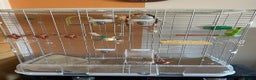 Budgerigars birds for sale: Budgie Pair (1 Male & 1 Female) with Cage – £120 - Advert 2