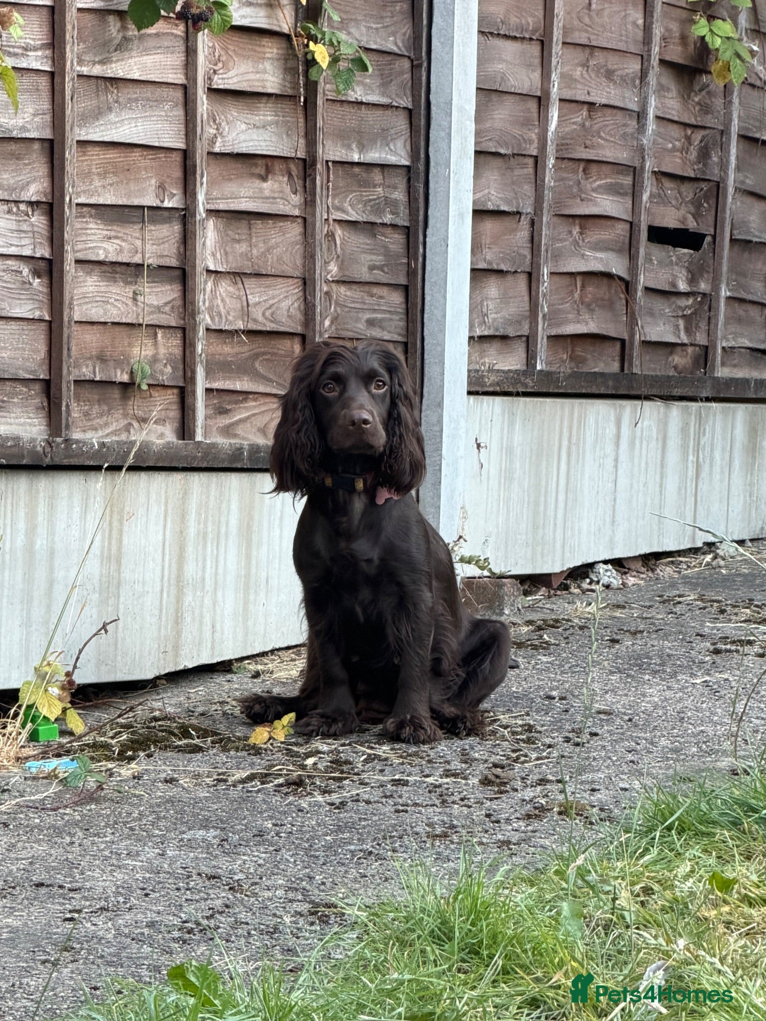 Cocker Spaniel dogs working cocker spaniel puppies  - Advert 8