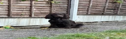 Cocker Spaniel dogs for sale: working cocker spaniel puppies  - Advert 1