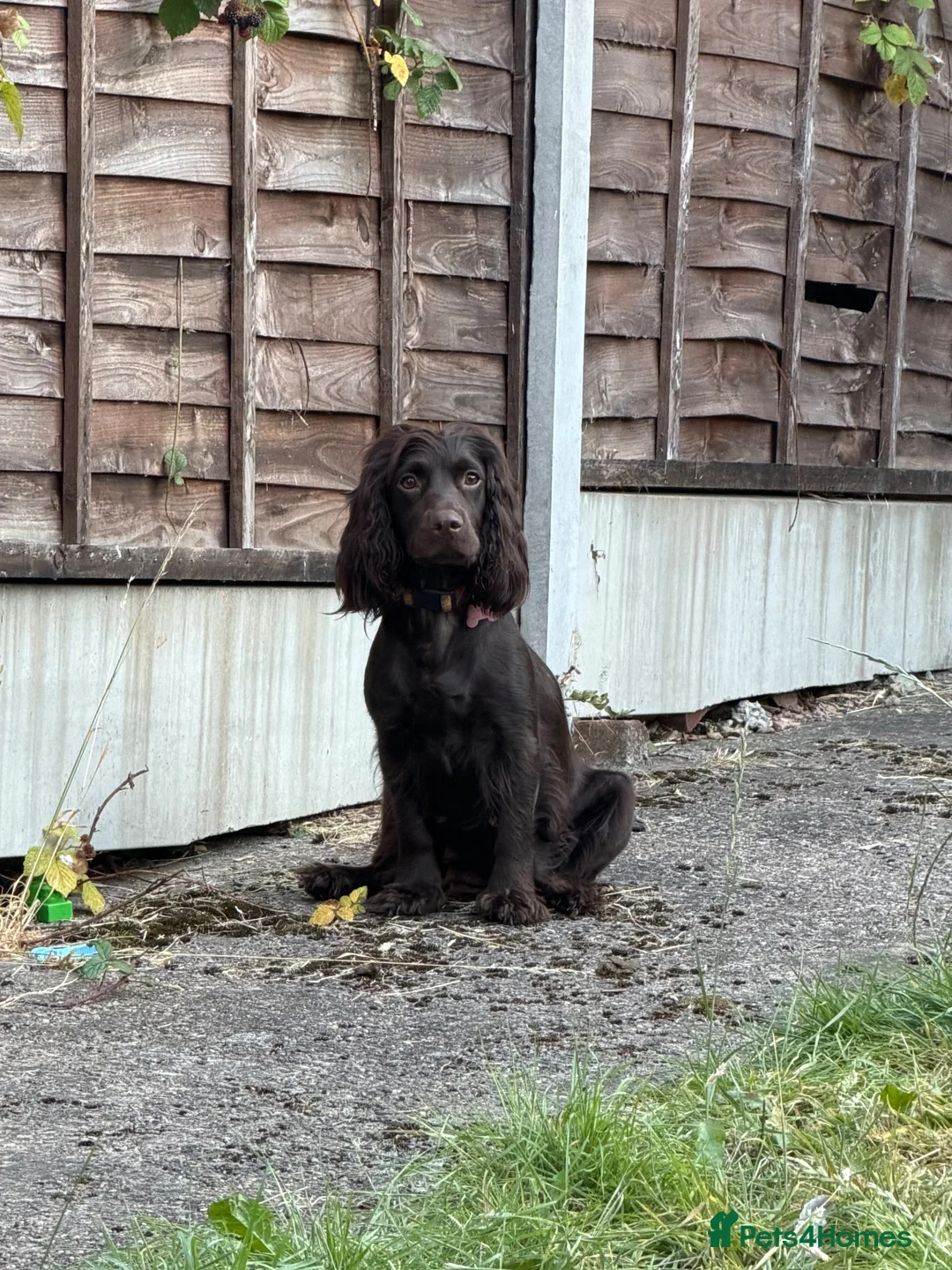 Cocker Spaniel dogs for sale: working cocker spaniel puppies  - Advert 1