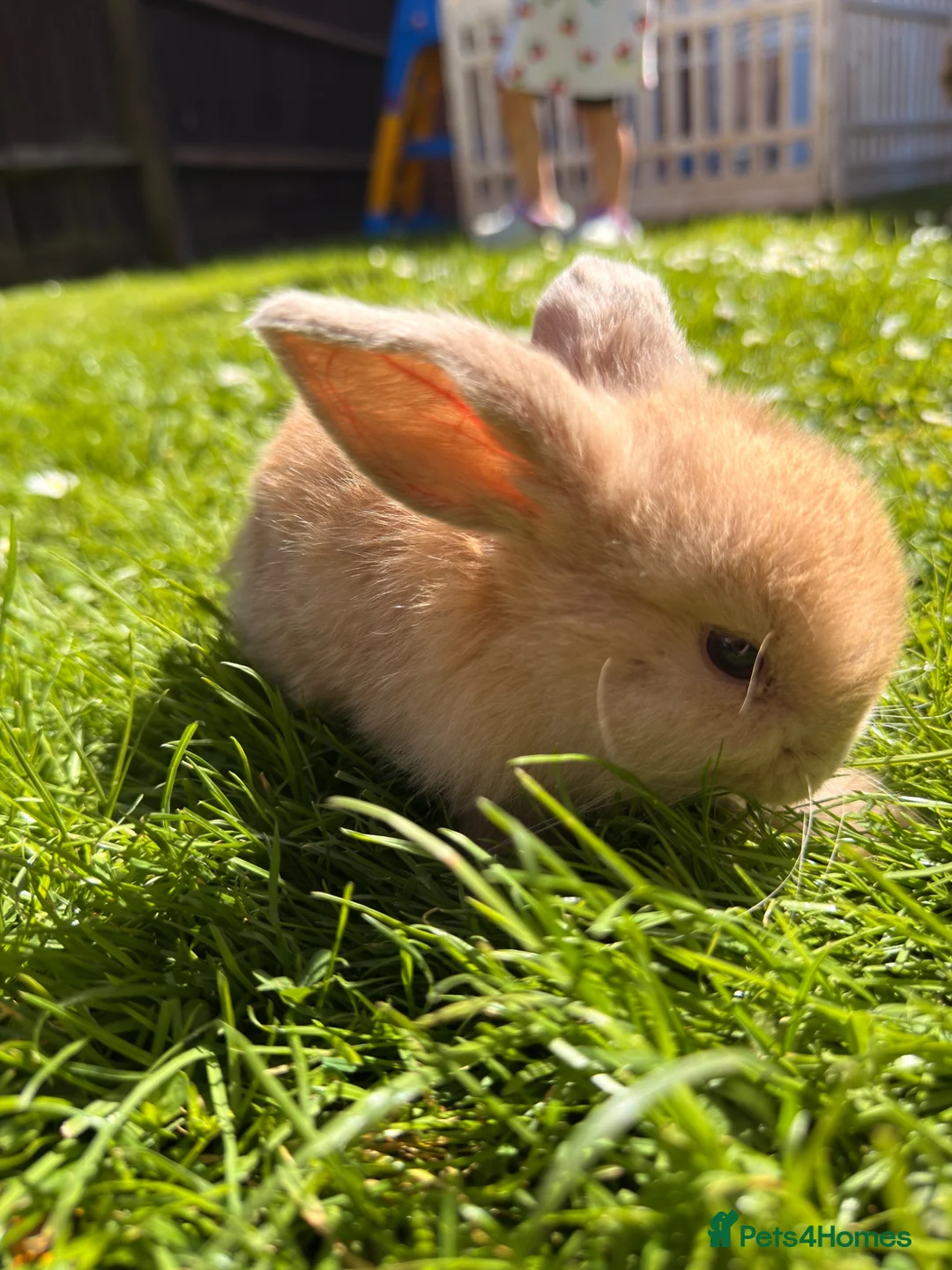 Mini Lop rabbits for sale: Beautiful Mini Lop baby rabbits - Advert 2