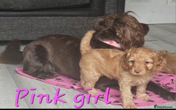 Cockapoo dogs for sale: Beautiful F2 cockapoos  - Image 2