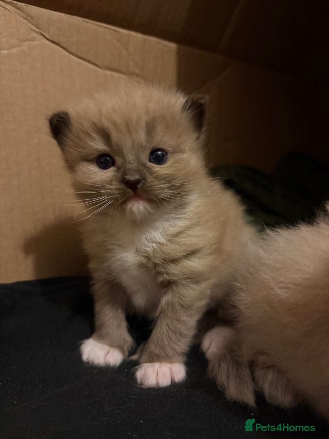 Ragdoll cats for sale: 2 Elegant Champion Bloodline Siblings  - Advert 2